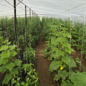 invernadero punto de rocío y dpv